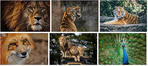 baguio zoos|Baguio eyes P400.